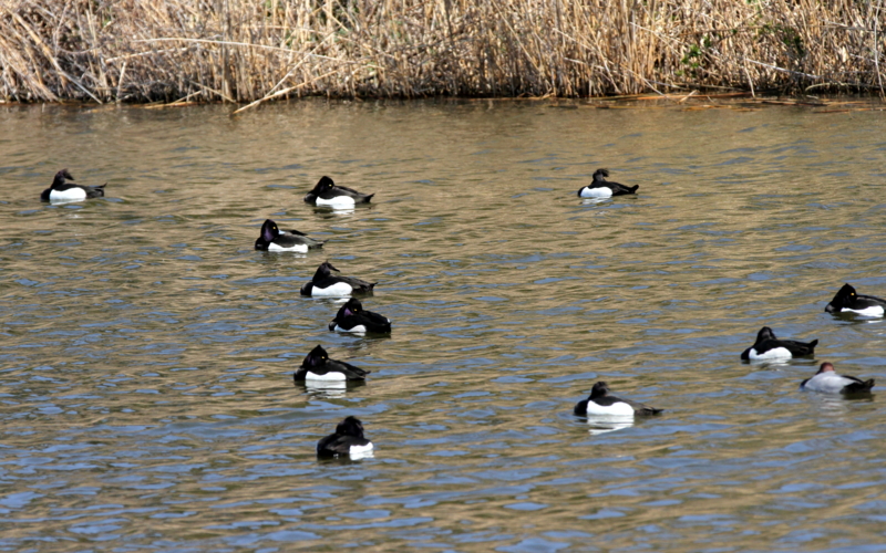 f:id:digibirds:20140323175039j:image