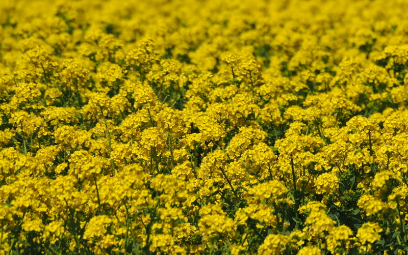 f:id:digibirds:20140324161607j:image f:id:digibirds:20140324161607j:image
