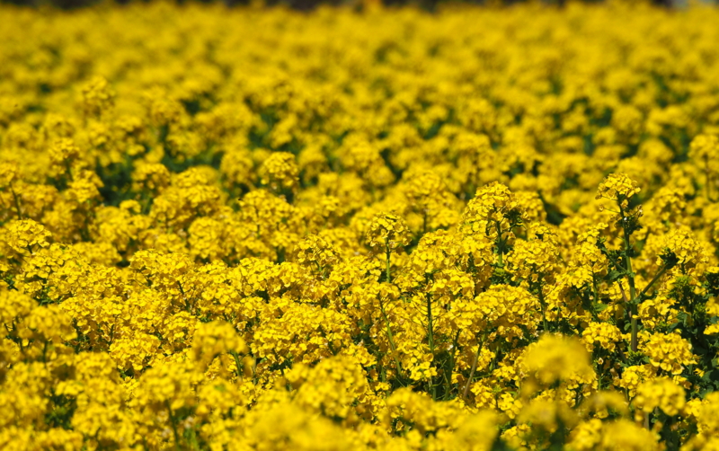 f:id:digibirds:20140324161631j:image f:id:digibirds:20140324161631j:image