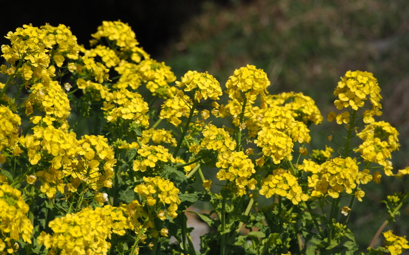 f:id:digibirds:20140324161649j:image f:id:digibirds:20140324161649j:image