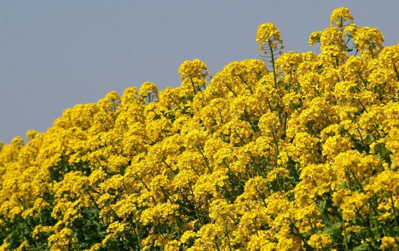 f:id:digibirds:20140324161704j:image f:id:digibirds:20140324161704j:image