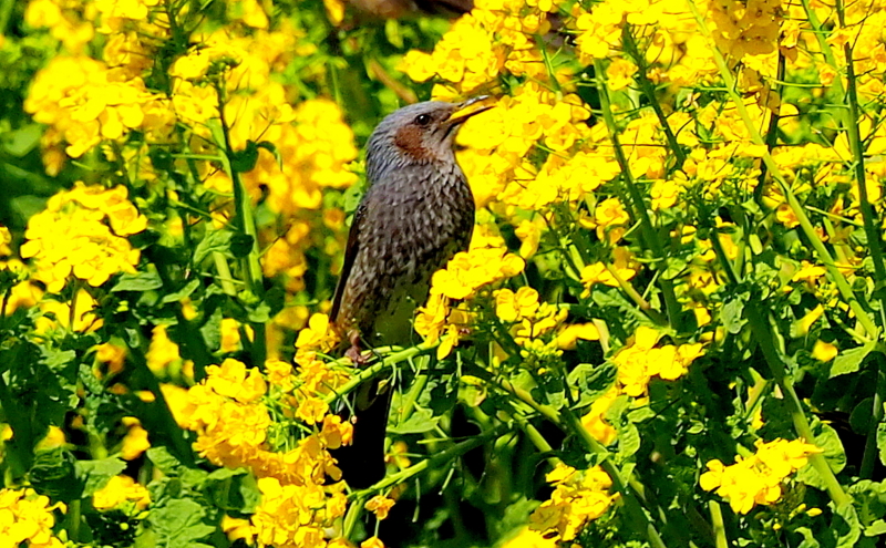 f:id:digibirds:20140324161730j:image f:id:digibirds:20140324161730j:image