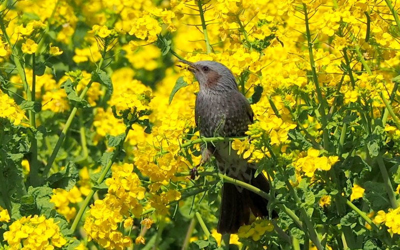 f:id:digibirds:20140324162729j:image f:id:digibirds:20140324162729j:image