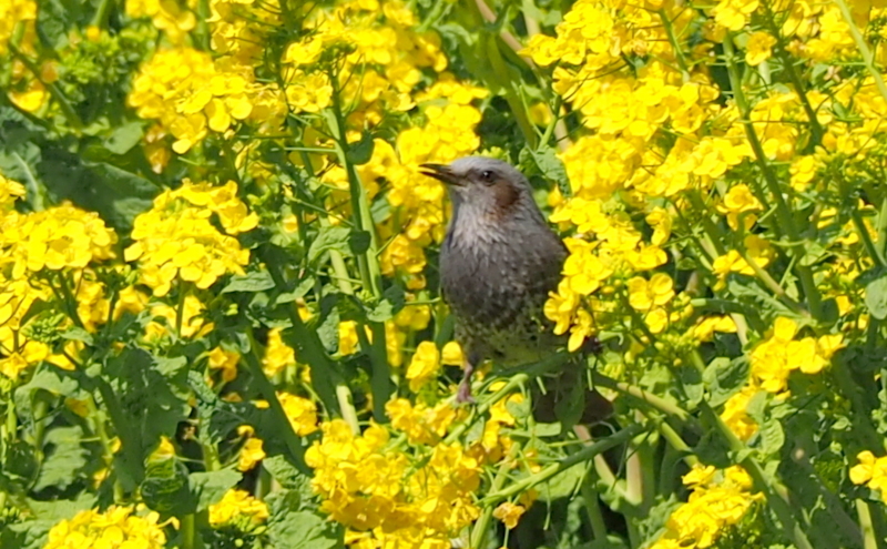 f:id:digibirds:20140324162909j:image f:id:digibirds:20140324162909j:image