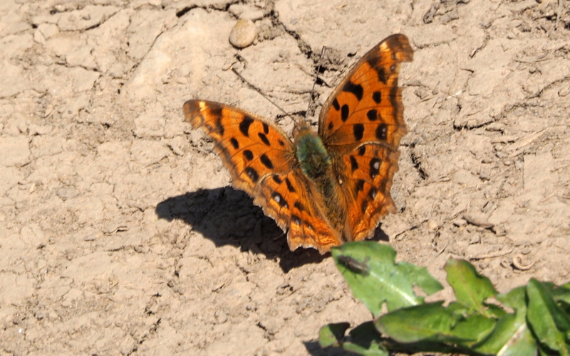 f:id:digibirds:20140324172000j:image f:id:digibirds:20140324172000j:image