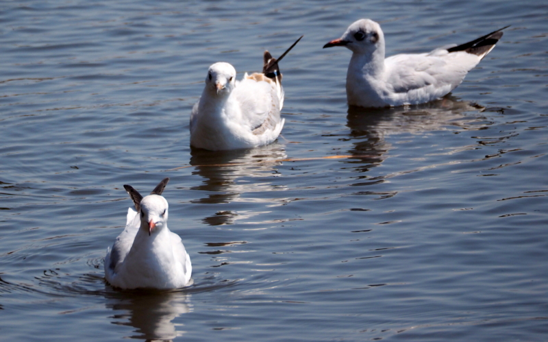 f:id:digibirds:20140327171731j:image