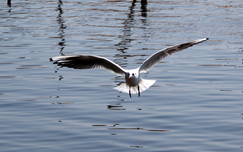 f:id:digibirds:20140327171751j:image