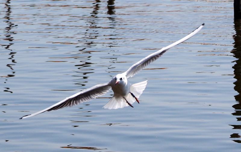 f:id:digibirds:20140327171802j:image