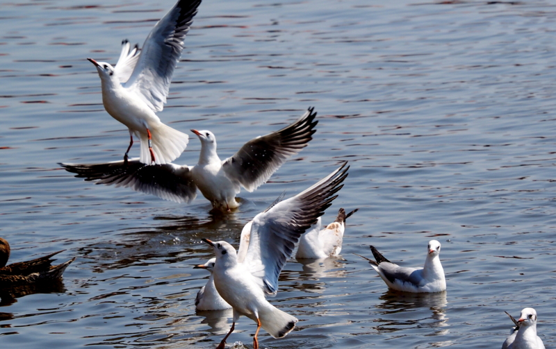 f:id:digibirds:20140327171830j:image