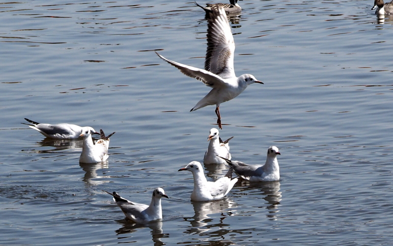 f:id:digibirds:20140327171845j:image