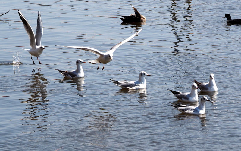 f:id:digibirds:20140327171852j:image