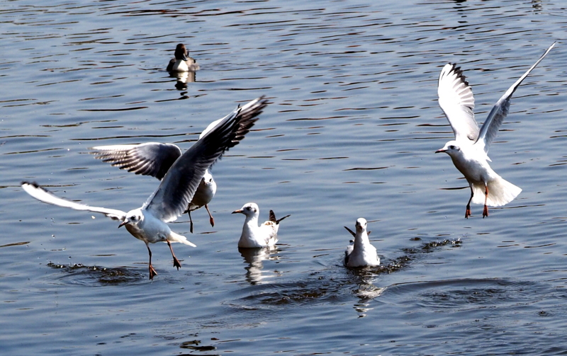 f:id:digibirds:20140327171902j:image
