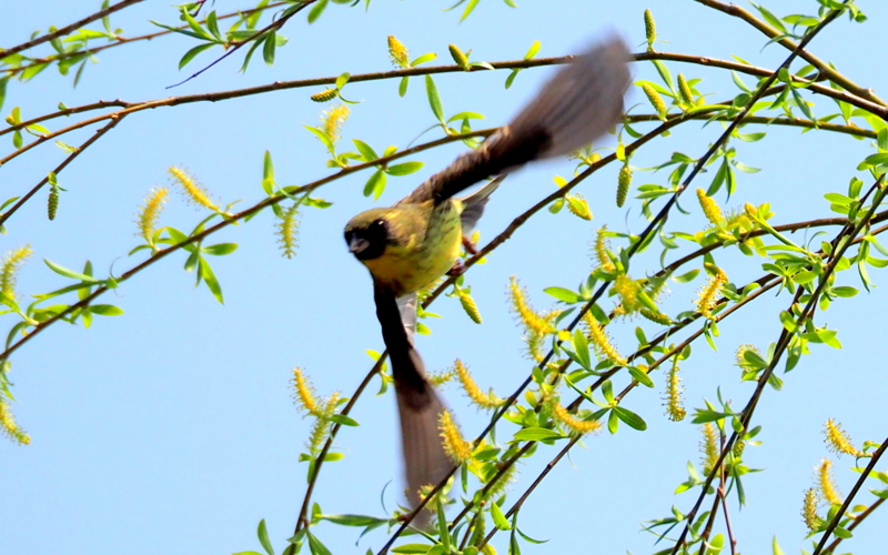 f:id:digibirds:20140328180534j:image