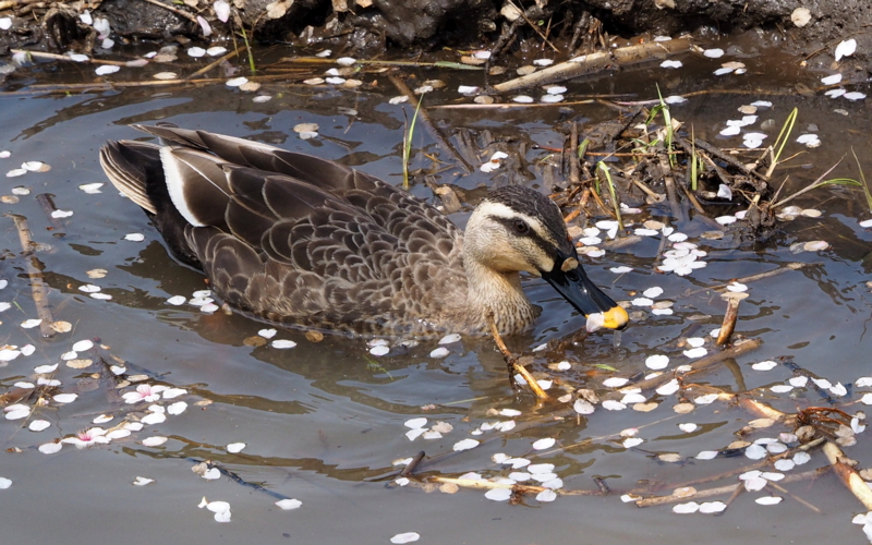 f:id:digibirds:20140414151609j:image