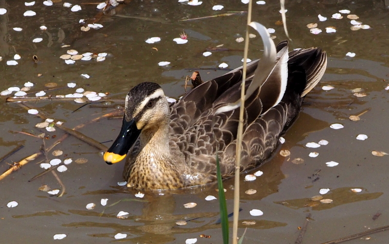 f:id:digibirds:20140414151618j:image