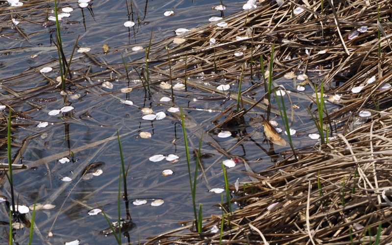 f:id:digibirds:20140414151622j:image