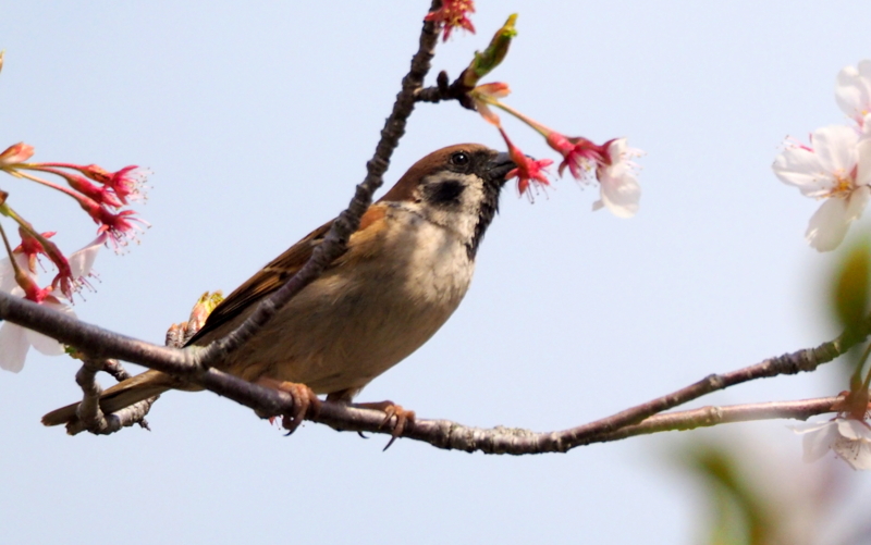 f:id:digibirds:20140414151703j:image