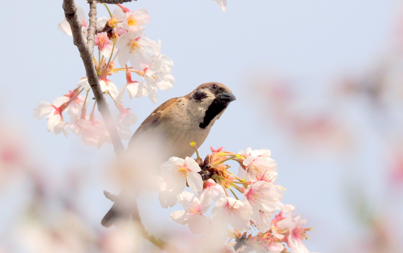 f:id:digibirds:20140415110130j:image