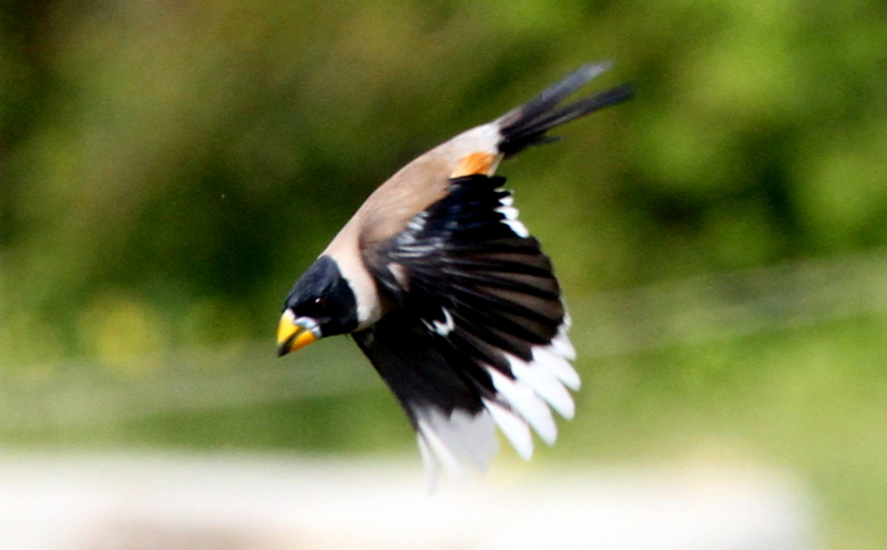 f:id:digibirds:20140417165834j:image f:id:digibirds:20140417165834j:image