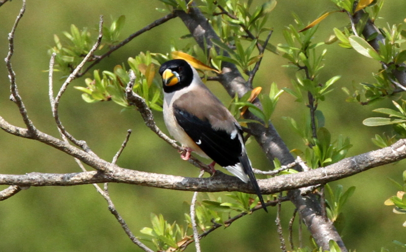 f:id:digibirds:20140417165836j:image f:id:digibirds:20140417165836j:image