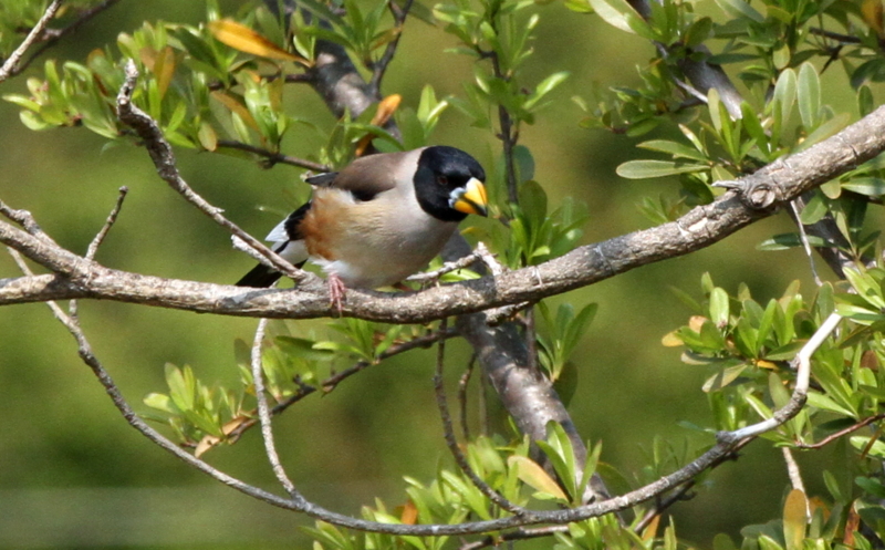 f:id:digibirds:20140417165838j:image f:id:digibirds:20140417165838j:image