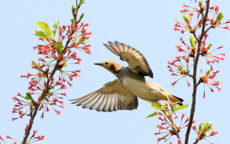 f:id:digibirds:20140418173041j:image