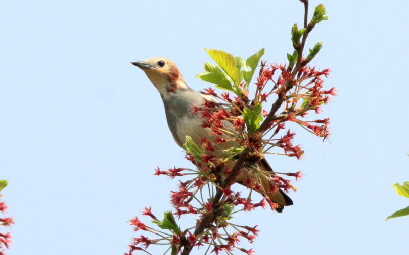 f:id:digibirds:20140418173047j:image