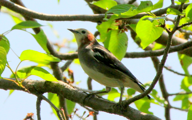 f:id:digibirds:20140424172540j:image