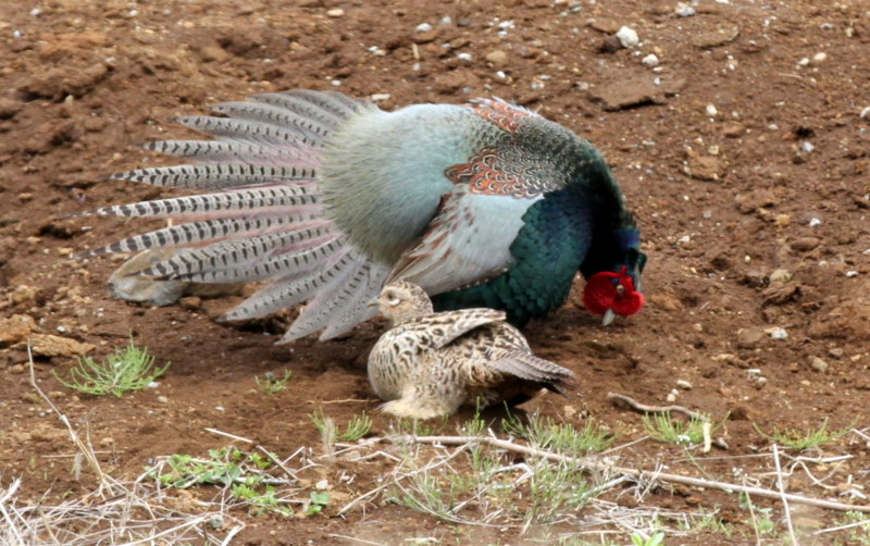 f:id:digibirds:20140427183433j:image