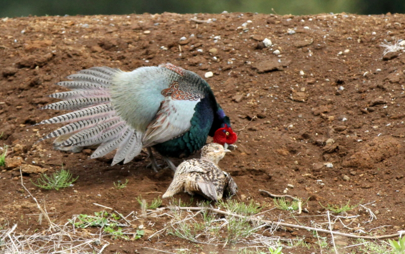 f:id:digibirds:20140427183438j:image