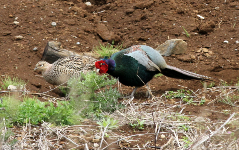 f:id:digibirds:20140427183445j:image