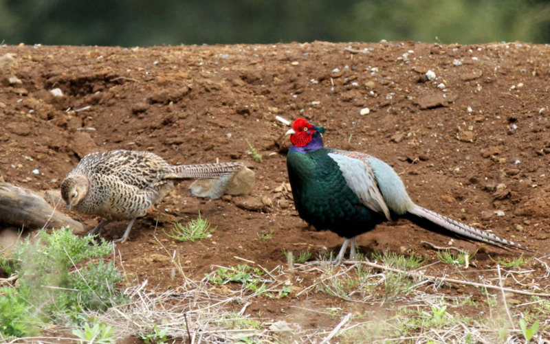 f:id:digibirds:20140427183452j:image