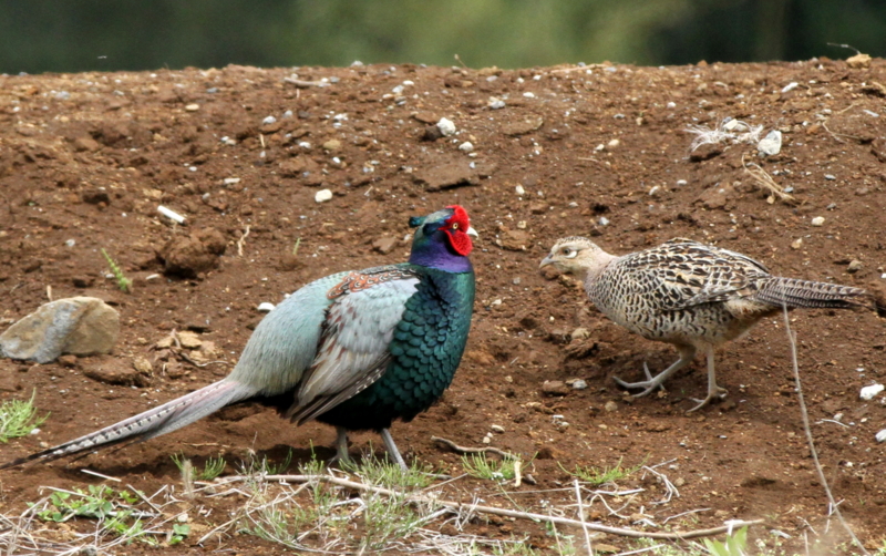 f:id:digibirds:20140427183502j:image