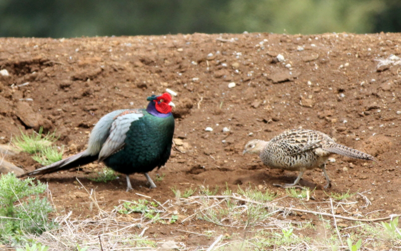 f:id:digibirds:20140427183508j:image