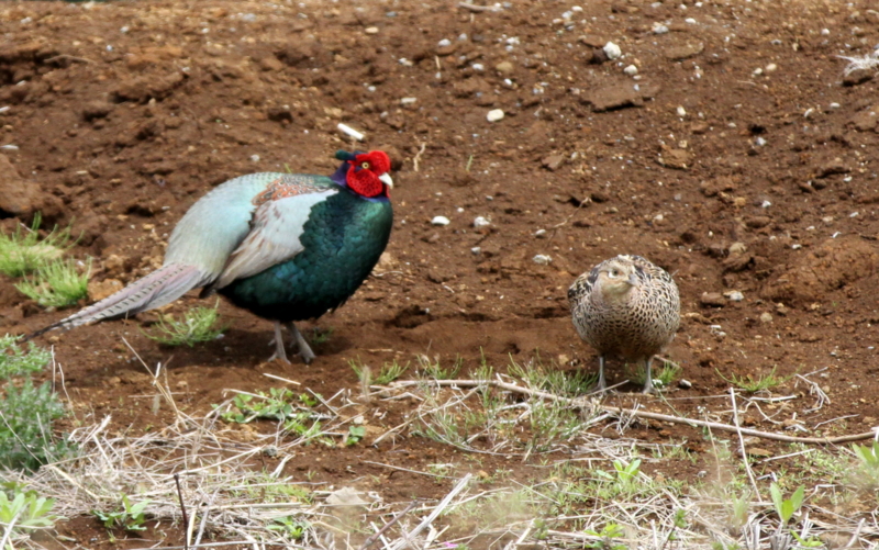 f:id:digibirds:20140427183517j:image
