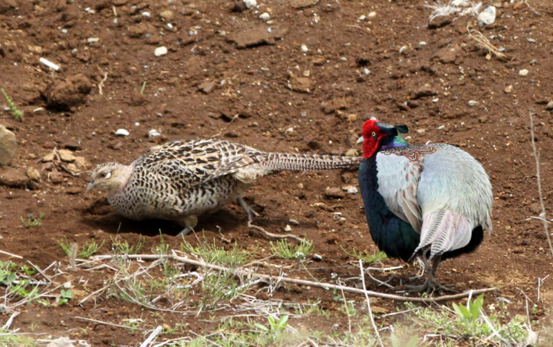 f:id:digibirds:20140427183524j:image