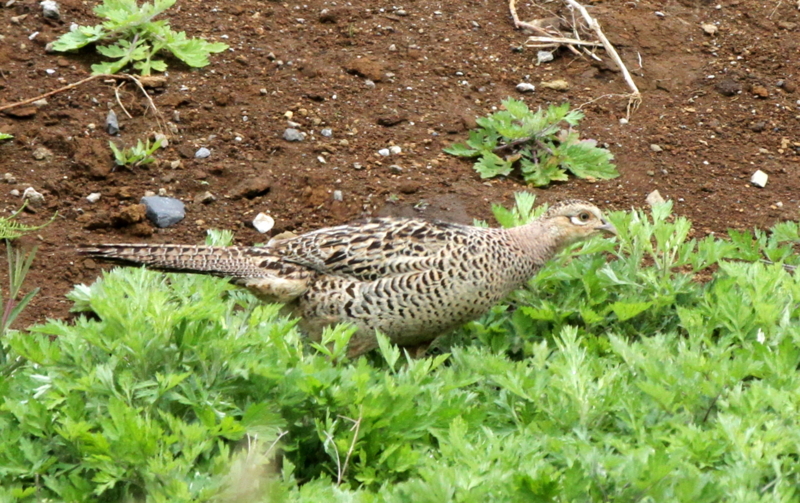 f:id:digibirds:20140427183529j:image