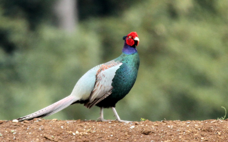 f:id:digibirds:20140427183533j:image