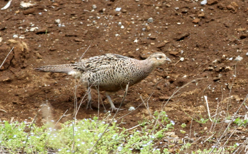 f:id:digibirds:20140427183821j:image