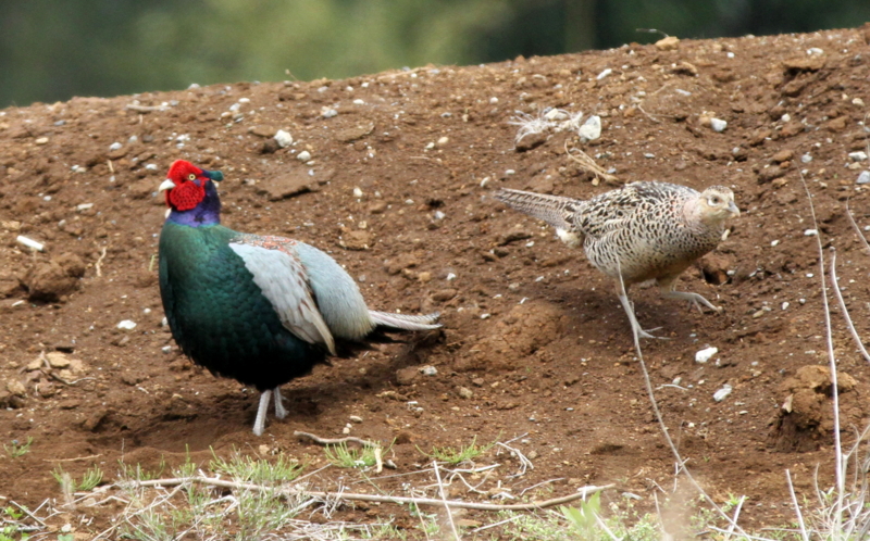 f:id:digibirds:20140427183825j:image