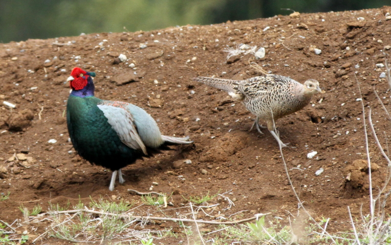 f:id:digibirds:20140427183831j:image