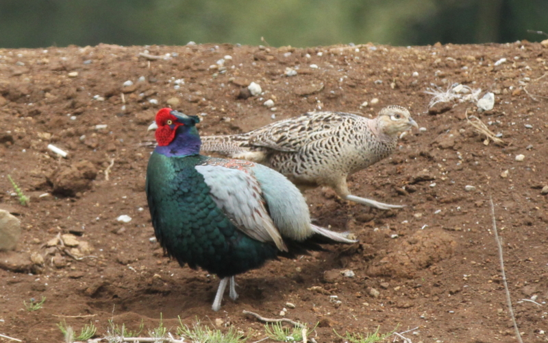 f:id:digibirds:20140427183837j:image