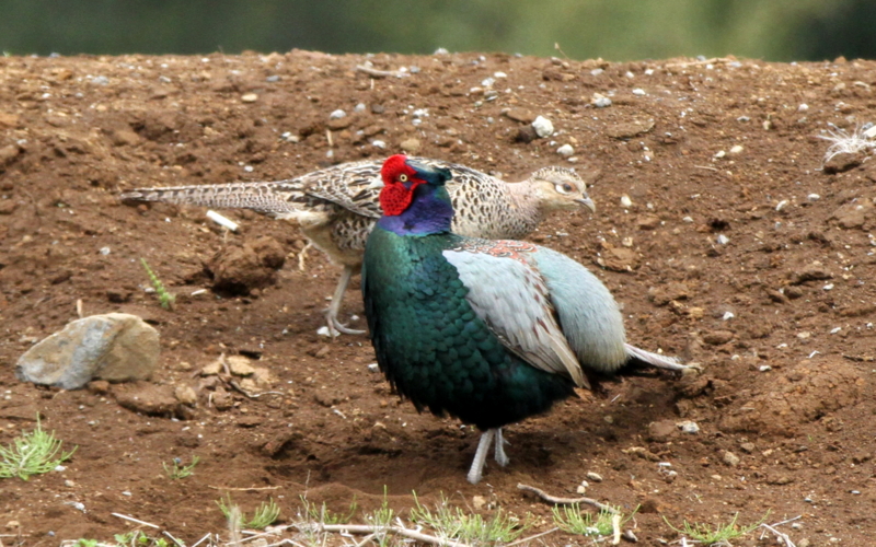 f:id:digibirds:20140427183842j:image