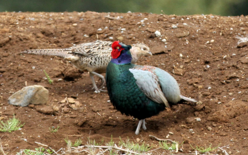 f:id:digibirds:20140427183847j:image