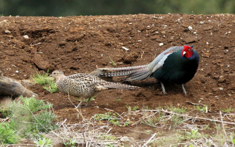 f:id:digibirds:20140427183853j:image