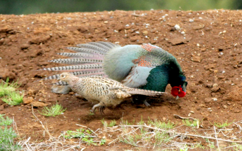 f:id:digibirds:20140427183903j:image