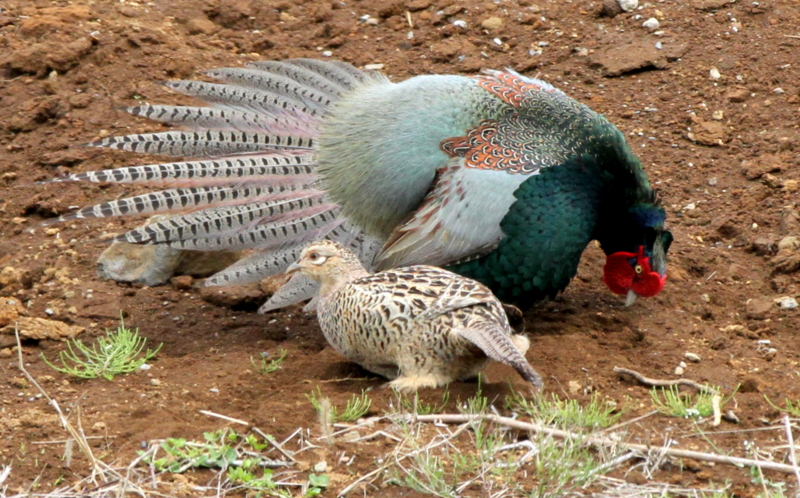 f:id:digibirds:20140427183909j:image