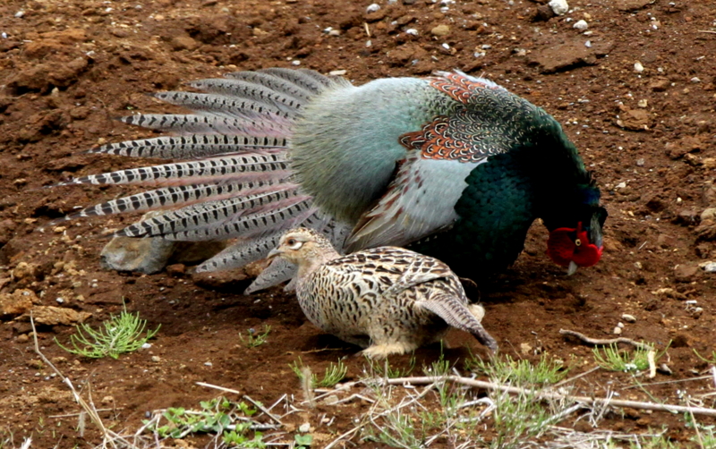 f:id:digibirds:20140427183913j:image