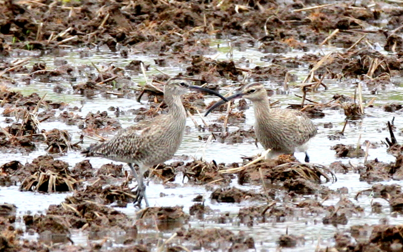 f:id:digibirds:20140501172904j:image f:id:digibirds:20140501172904j:image