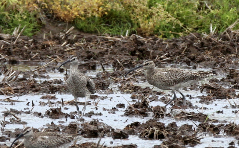 f:id:digibirds:20140501172906j:image f:id:digibirds:20140501172906j:image